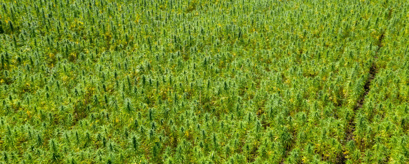 Aerial view of hemp farm