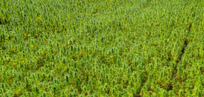 Aerial view of hemp farm