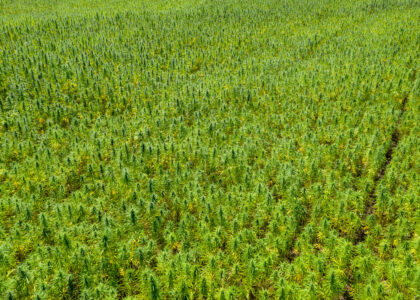 Aerial view of hemp farm